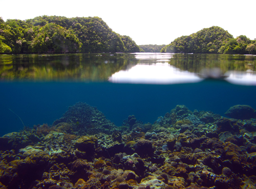 Palau's beautiful coral reefs are surprisingly resistant to the effects of ocean acidification.: Photograph courtesy of WHOI